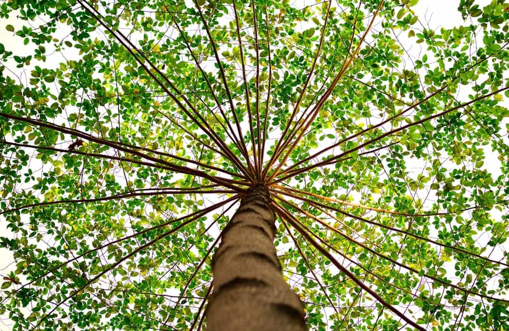 A view of a tree from the ground looking up towards the canopy. The canopy is filled with bright green leaves.