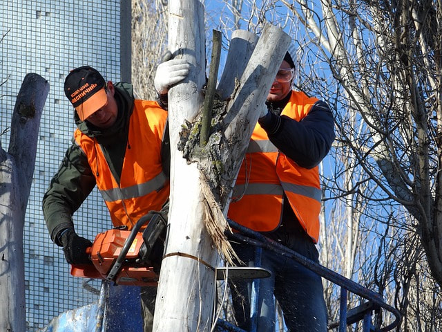 Two sawyers wearing bright orange vests chopping down a large grey birch tree in an emergency situation.