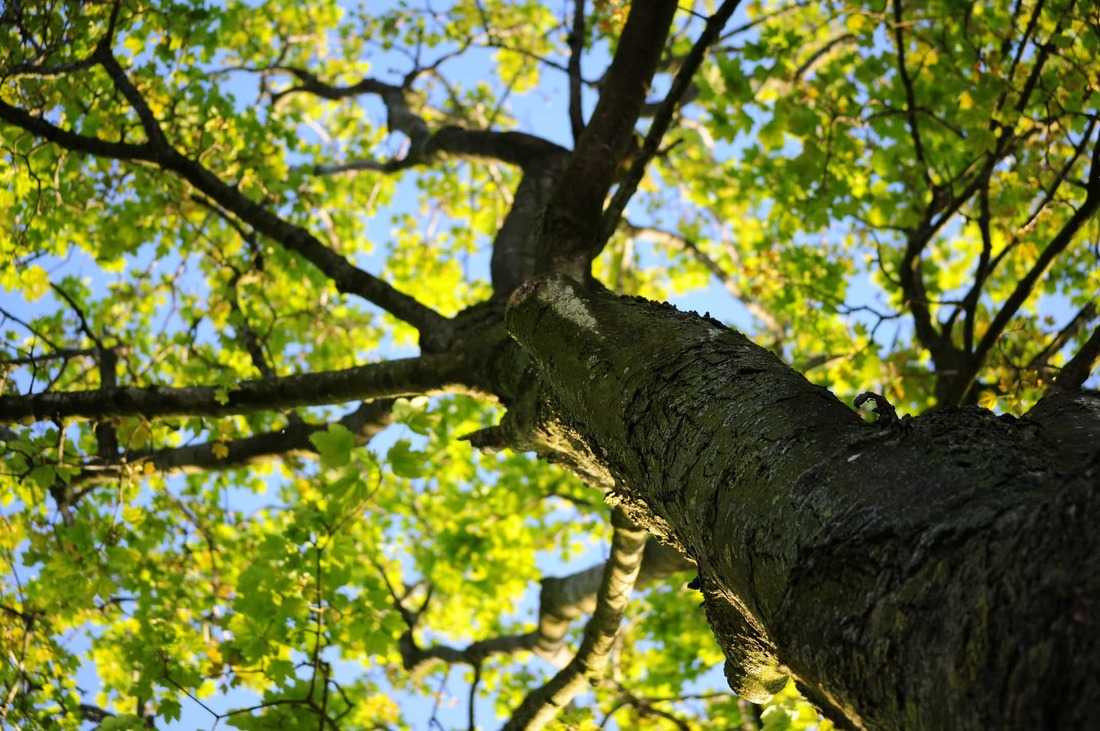 A view of a tree's canopy filled with bright green leaves
