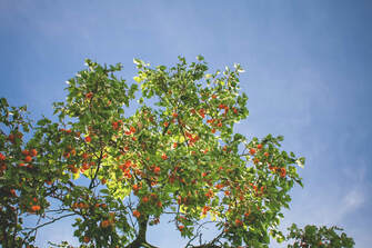 A large healthy orange tree in full bloom
